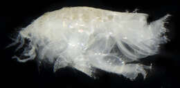 Image of Amphipoda