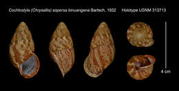 Image de Cochlostyla (Chrysallis) aspersa binuangana Bartsch