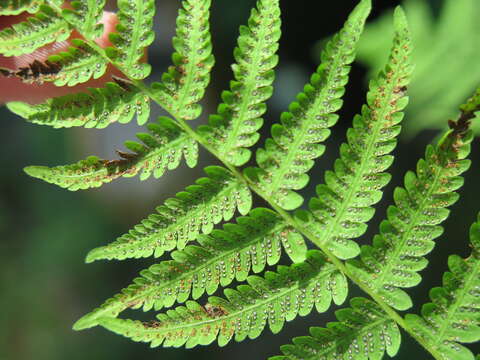 Image of New York Fern