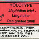 صورة Elaphidion iviei Lingafelter 2008