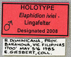 صورة Elaphidion iviei Lingafelter 2008