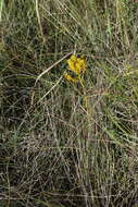 Image of low pinebarren milkwort