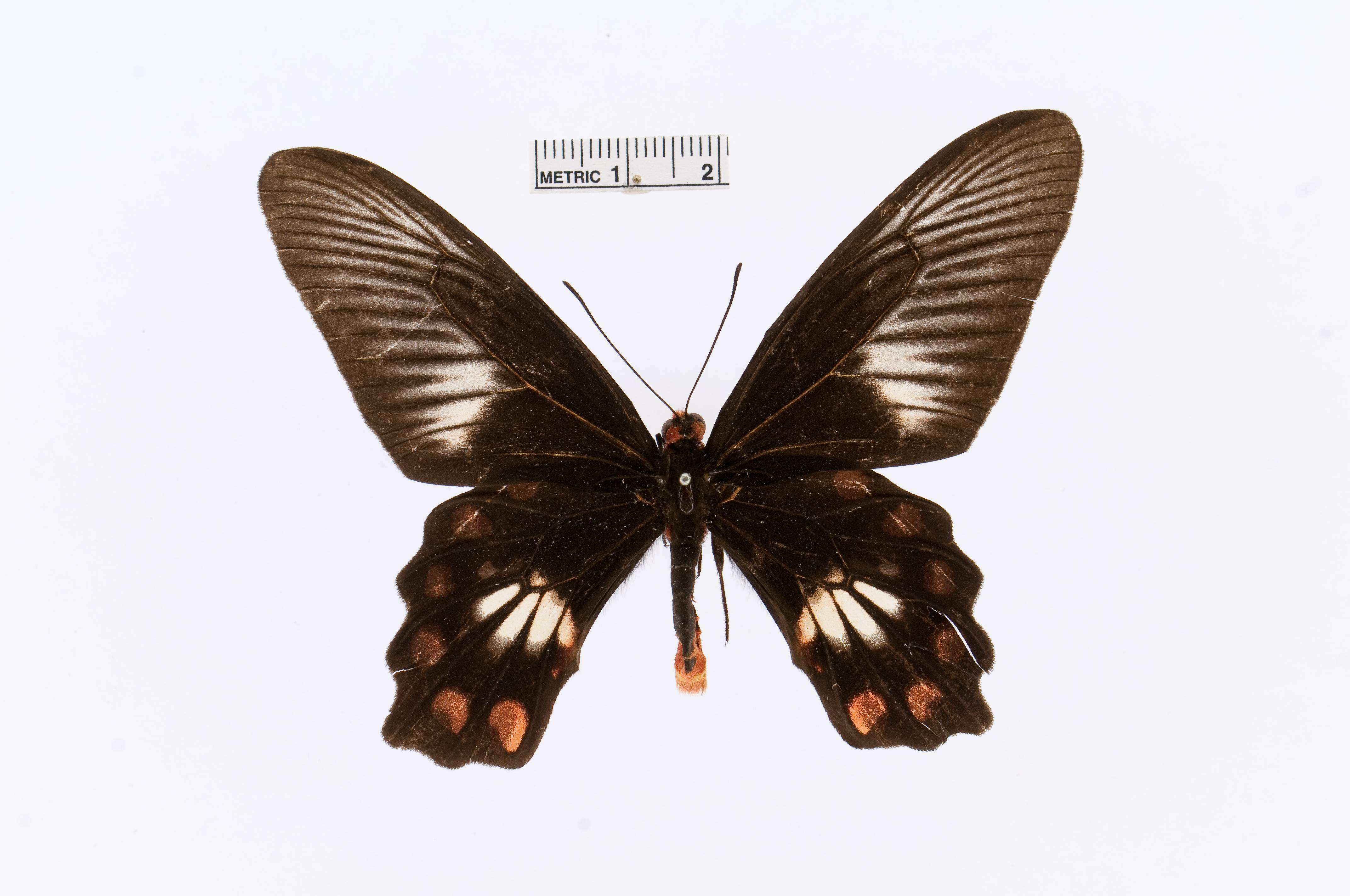 Image of Pachliopta polydorus (Linnaeus 1763)