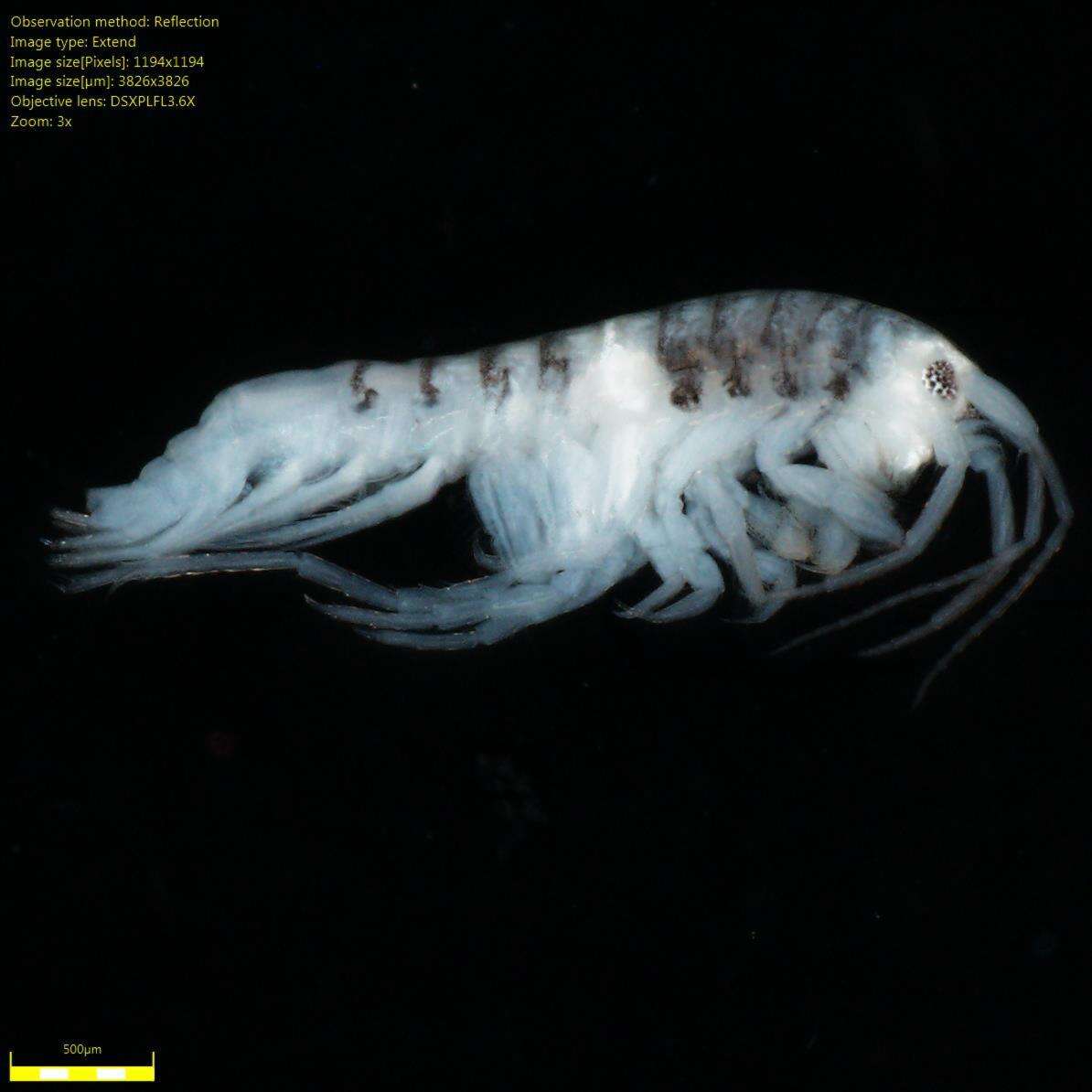 Image of Amphipoda