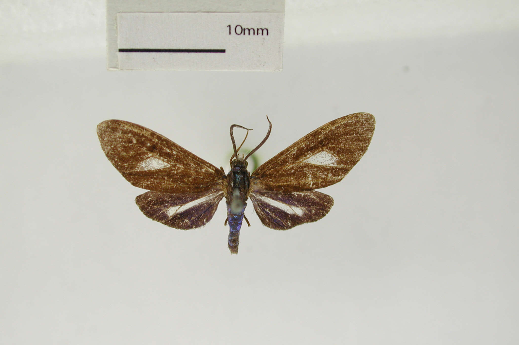 Image of Euagra caerulea Dognin 1891