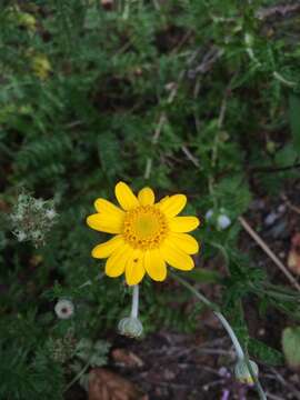 Image de Eriophyllum lanatum (Pursh) Forbes