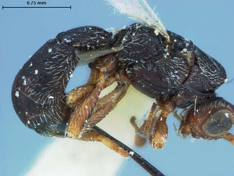 Image of Parasitoid wasp