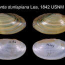 Image of Anodonta dunlapiana I. Lea 1842