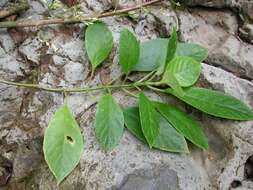 Image of Oahu Cyrtandra