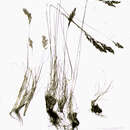 Image of Poa cusickii var. cusickii