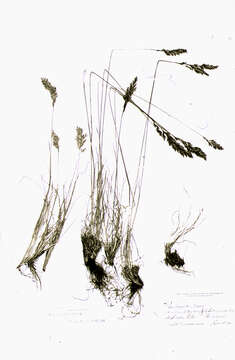 Image de Poa cusickii var. cusickii