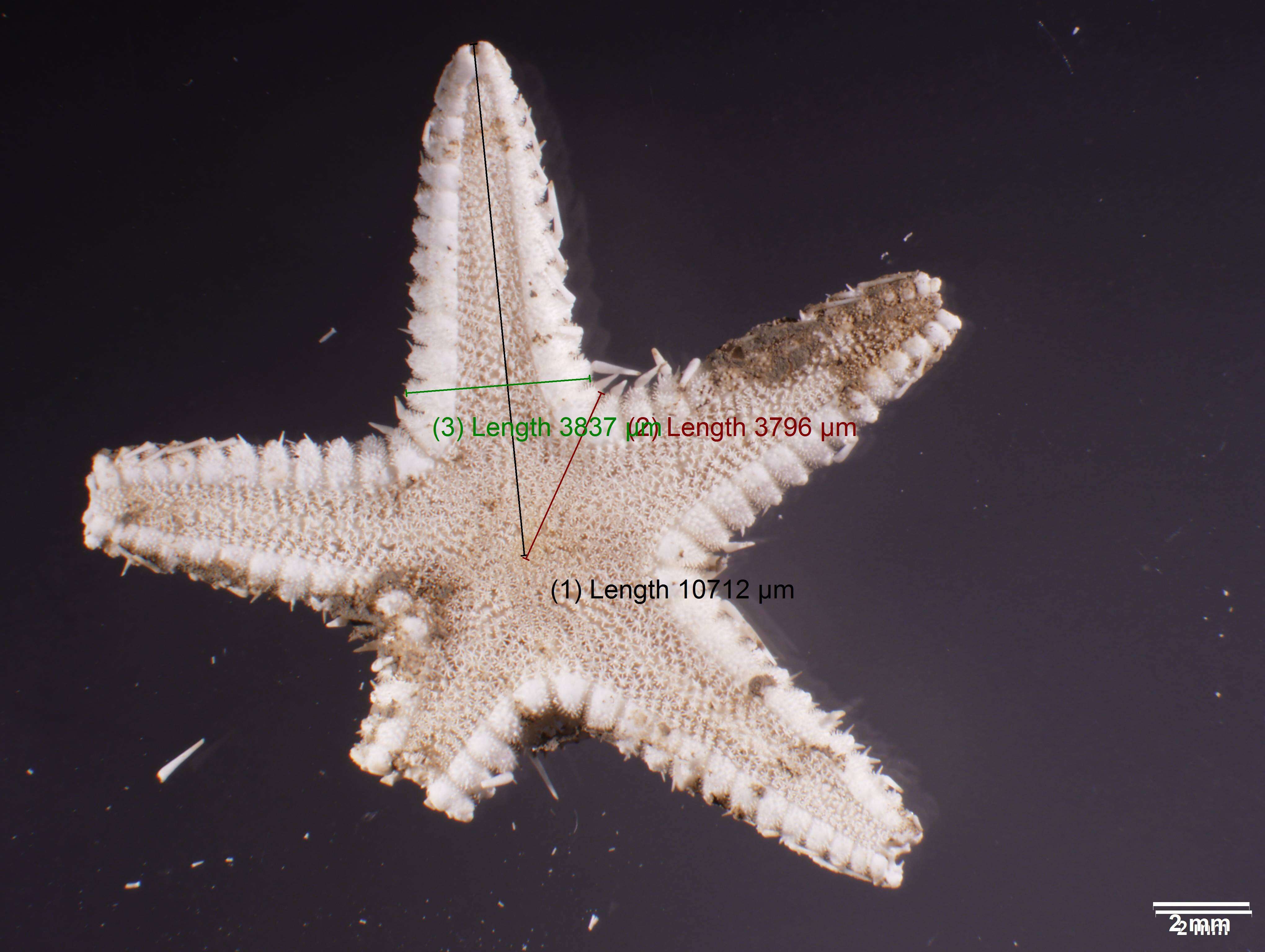 Image of Astropecten Gray 1840