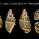 Image de <i>Amphidromus versicolor demesai</i> Bartsch