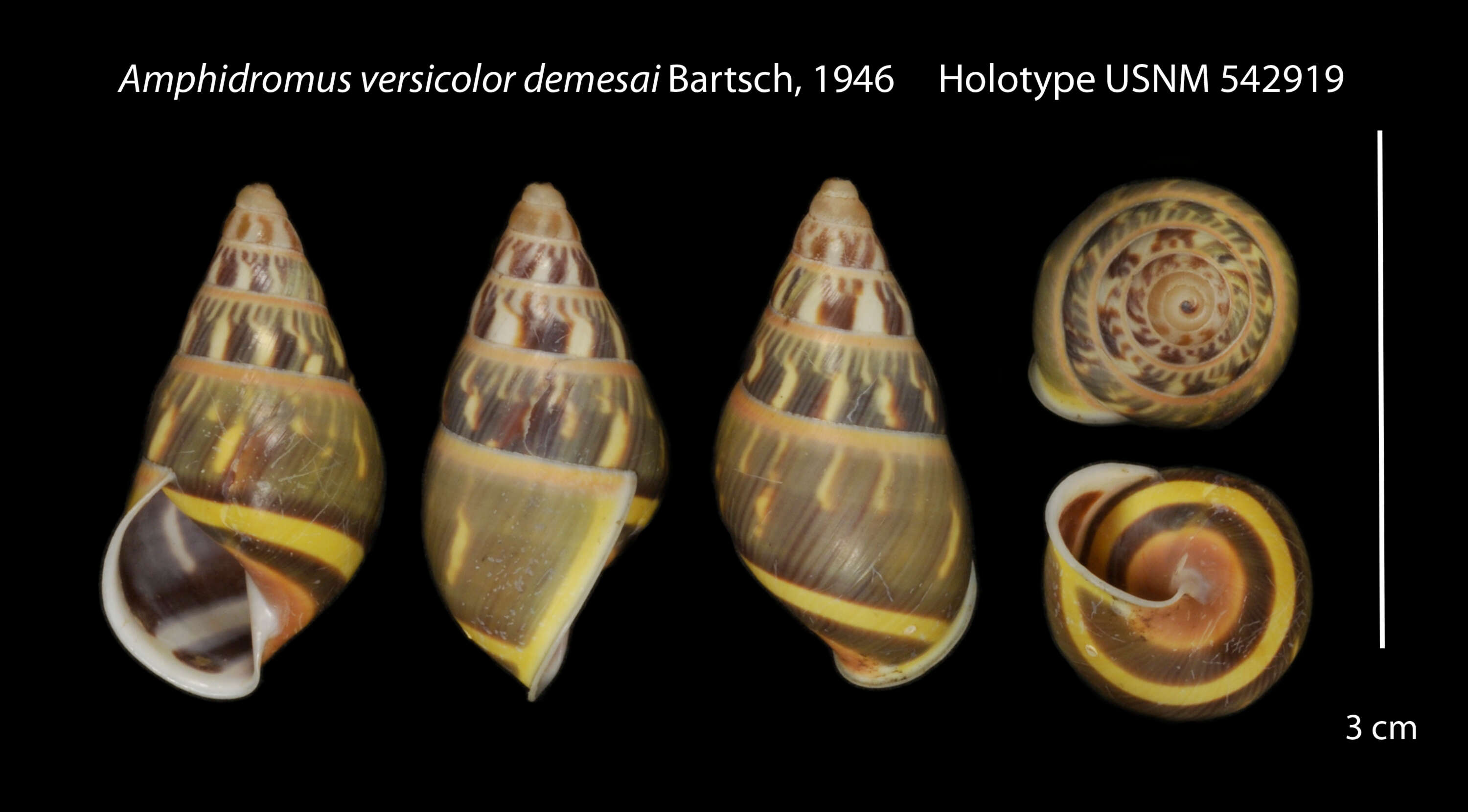Image of <i>Amphidromus versicolor demesai</i> Bartsch