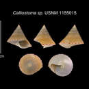 Image of Calliostoma