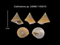 Image of Calliostoma