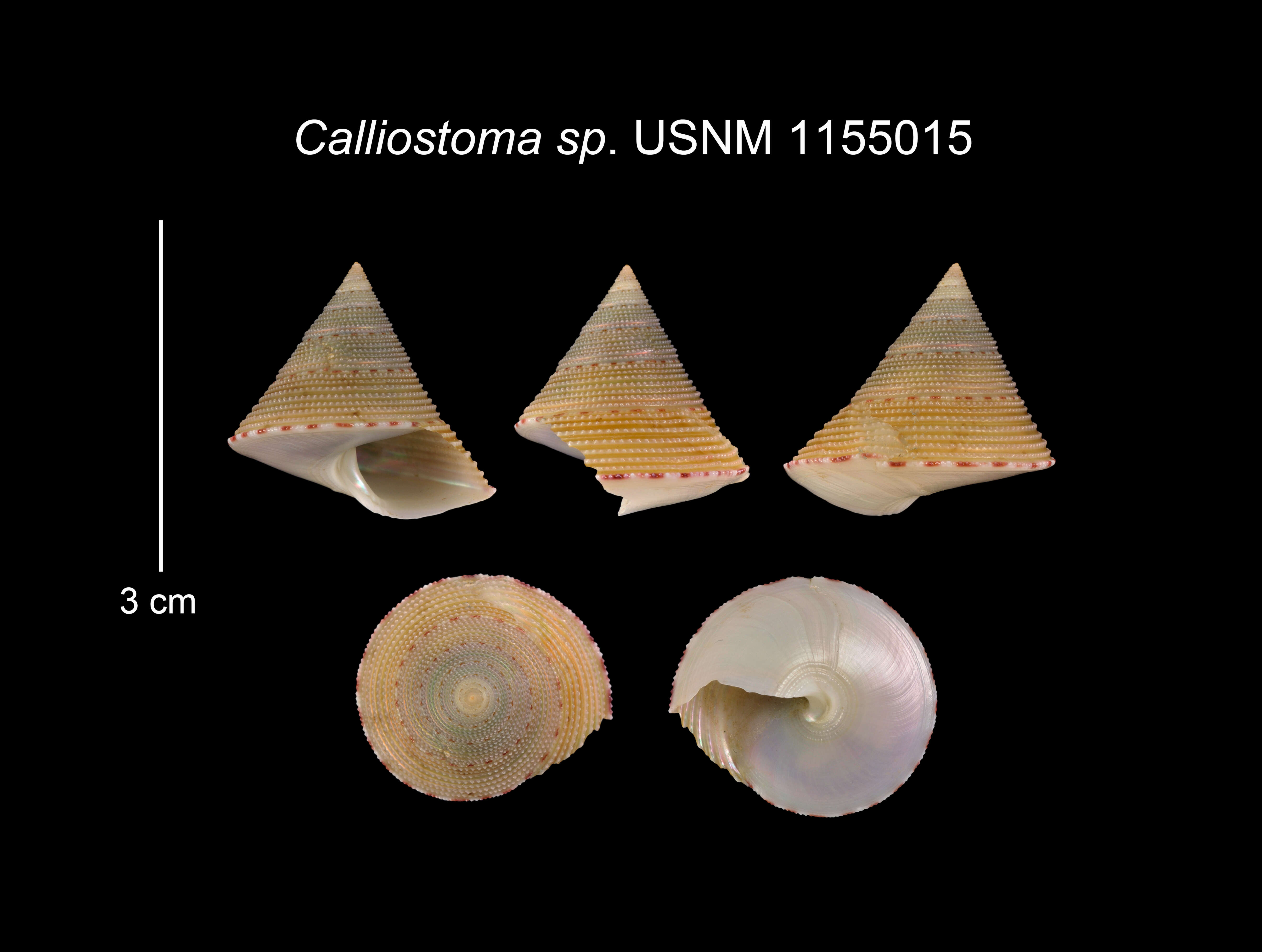 Image of Calliostoma