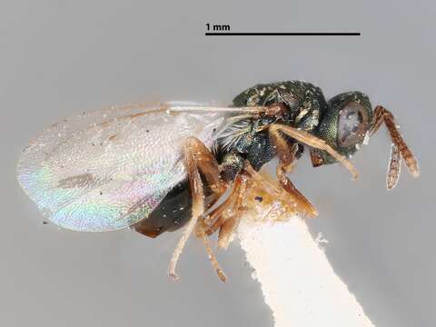 Plancia ëd Trichomalopsis americana (Gahan 1933)