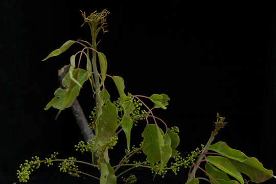 Image de Bursera ovalifolia (Schltdl.) Engl.