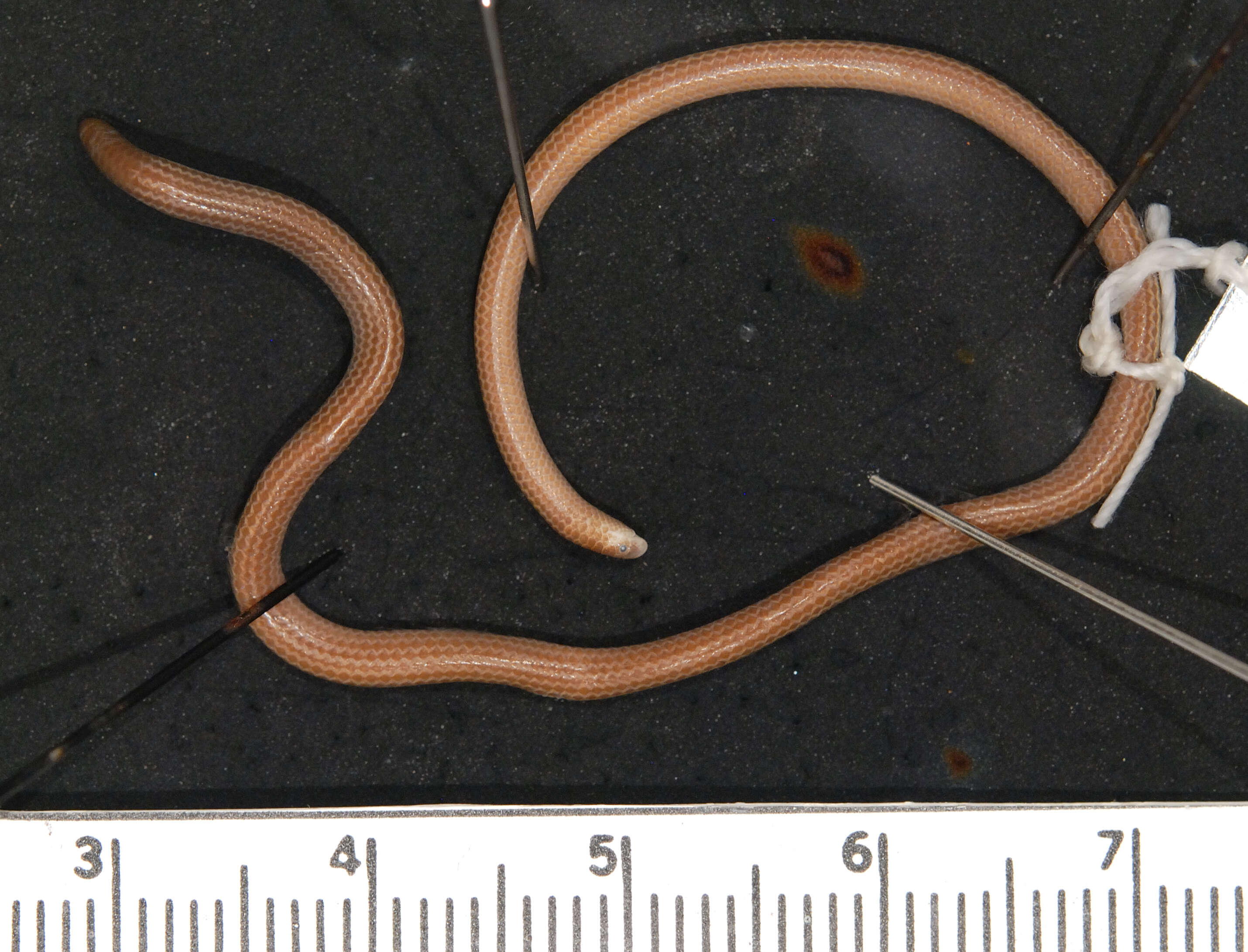 Image of Black Blind Snake