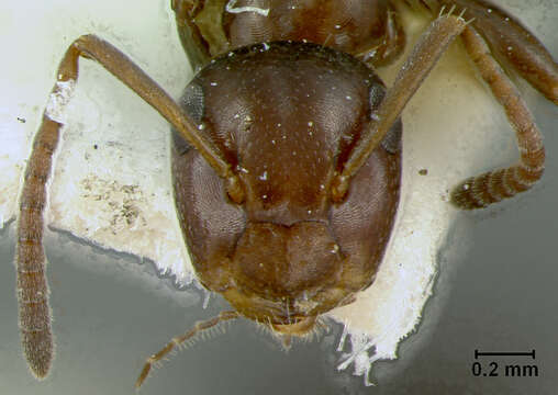 Image of Camponotus culmicola Wheeler 1905