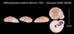 Image of Obba planulata verdensis Bartsch 1933