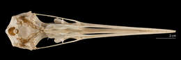 Image of cranes