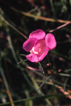 Image of purple false foxglove