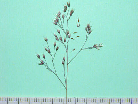 Image of silver hairgrass