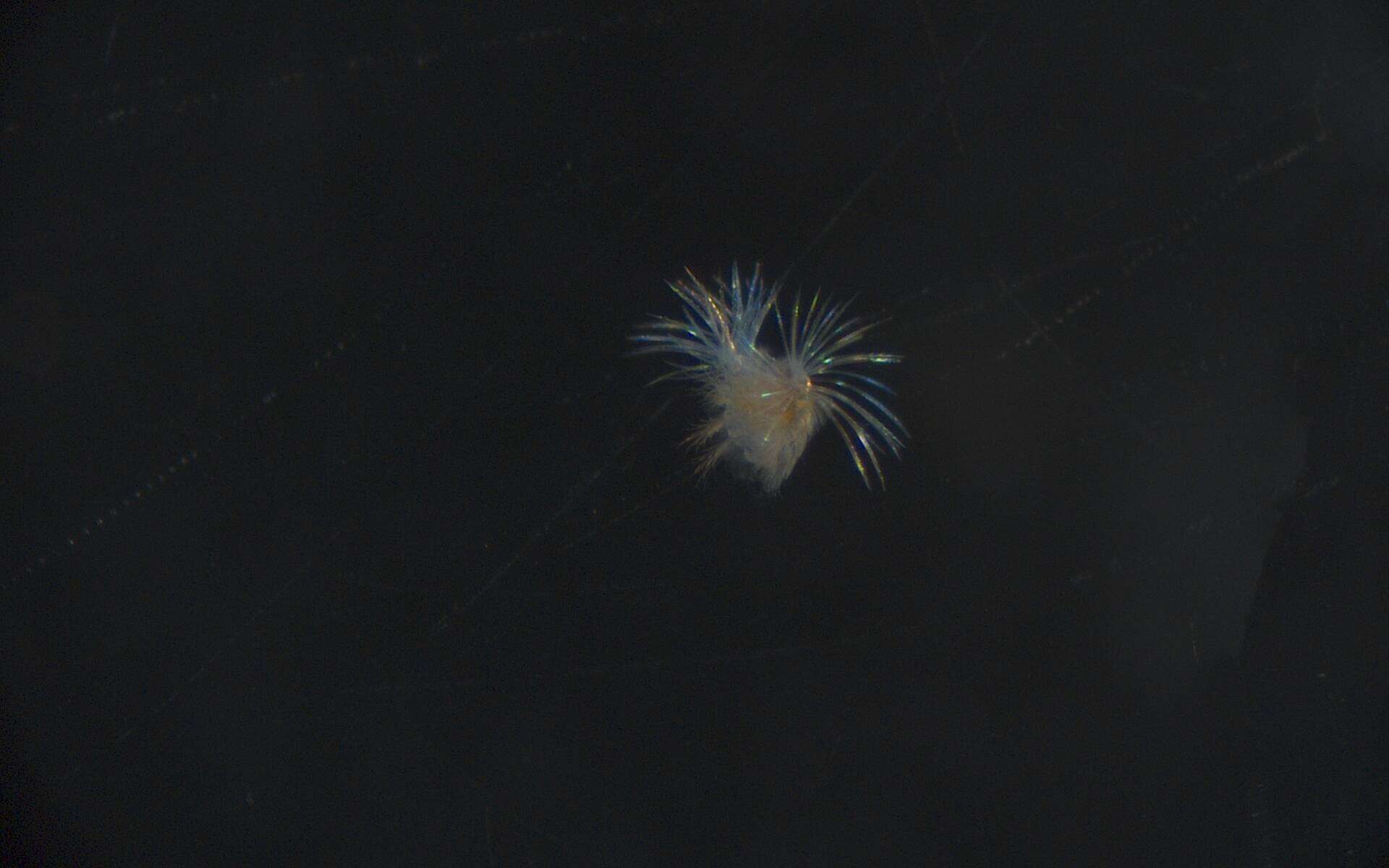 Image of Chrysopetalidae