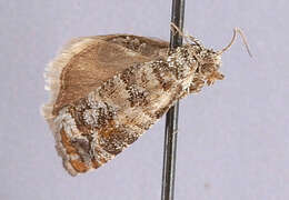 Image of Douglas-fir Cone Moth