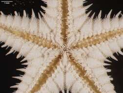 Image of Astropecten nitidus Verrill 1915