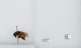 Bombus ephippiatus Say 1837 resmi