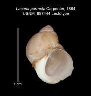 Image of Lacuna porrecta Carpenter 1864