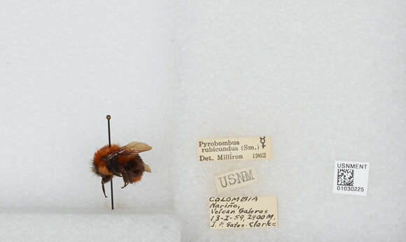 Sivun Bombus rubicundus Smith 1854 kuva