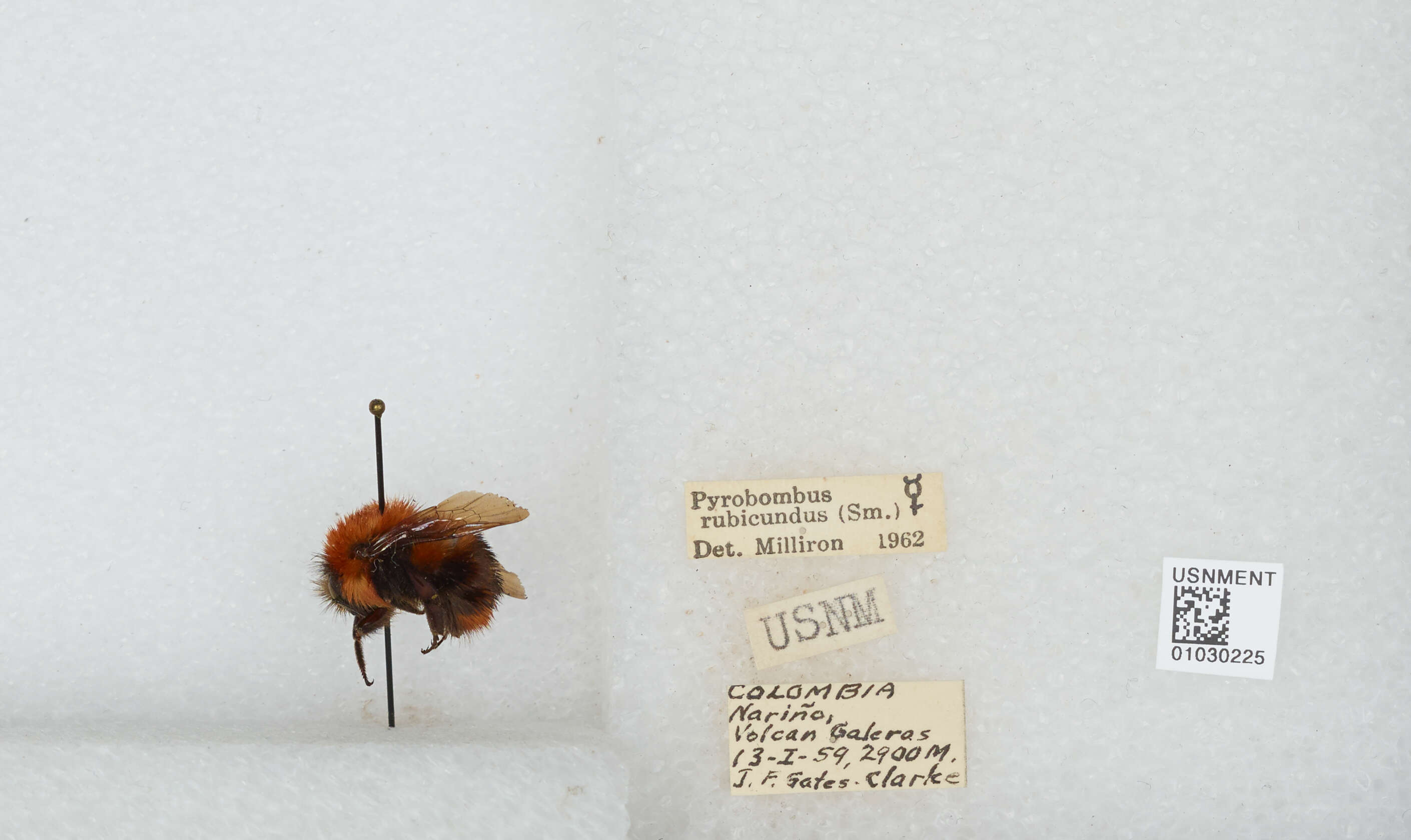 Sivun Bombus rubicundus Smith 1854 kuva