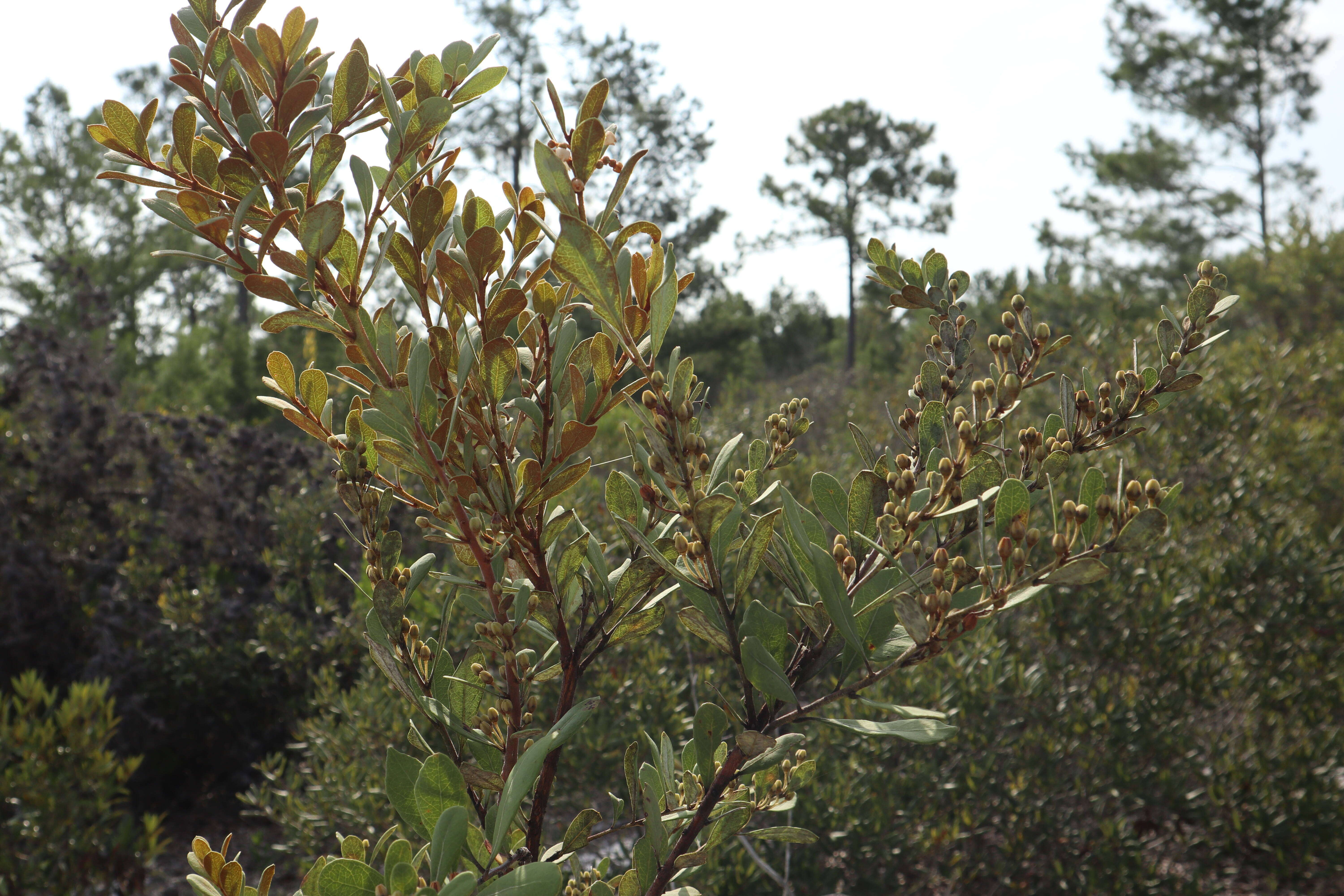 Image de Lyonia fruticosa (Michx.) G. S. Torr. ex B. L. Robins.