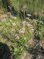 Image of slender aster