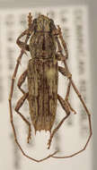 Image of Elaphidion nearnsi Lingafelter 2008