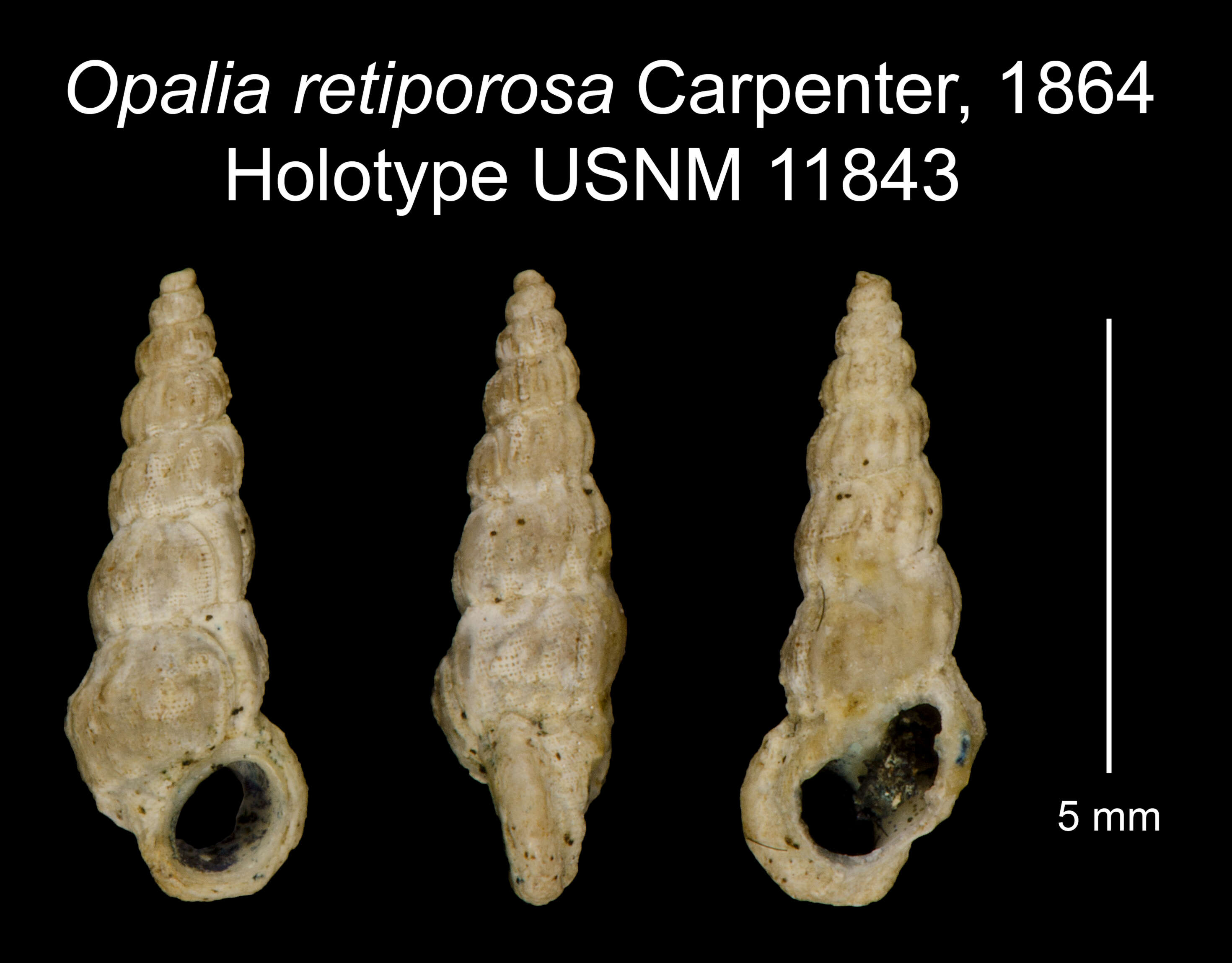 Image of Opalia retiporosa Carpenter 1866