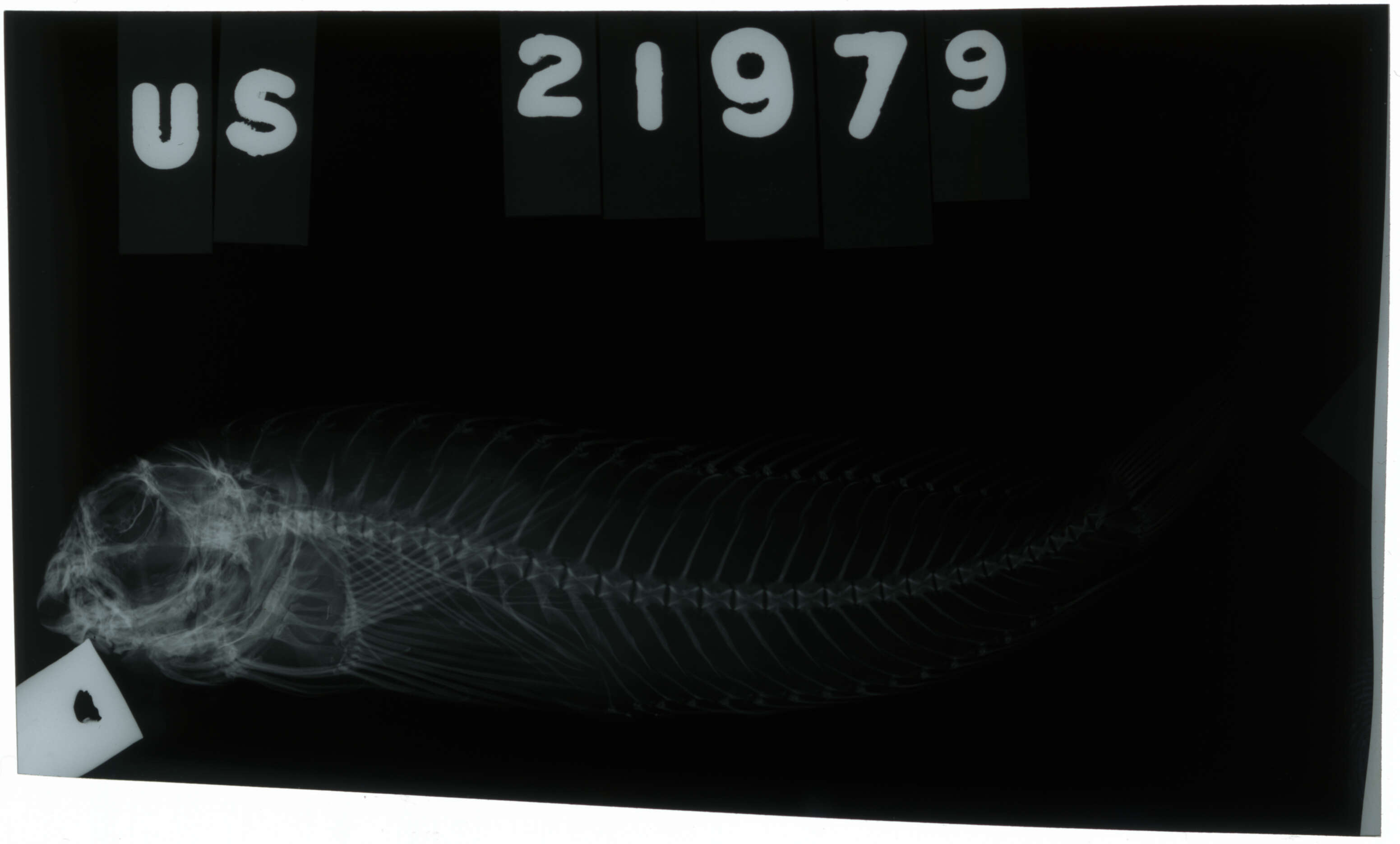 Image de Hypleurochilus bermudensis Beebe & Tee-Van 1933