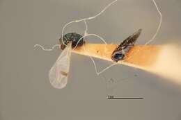 Sympiesis stigmatipennis Girault 1917 resmi