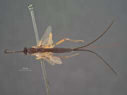 Image of Macrocentrus aegeriae Rohwer 1915