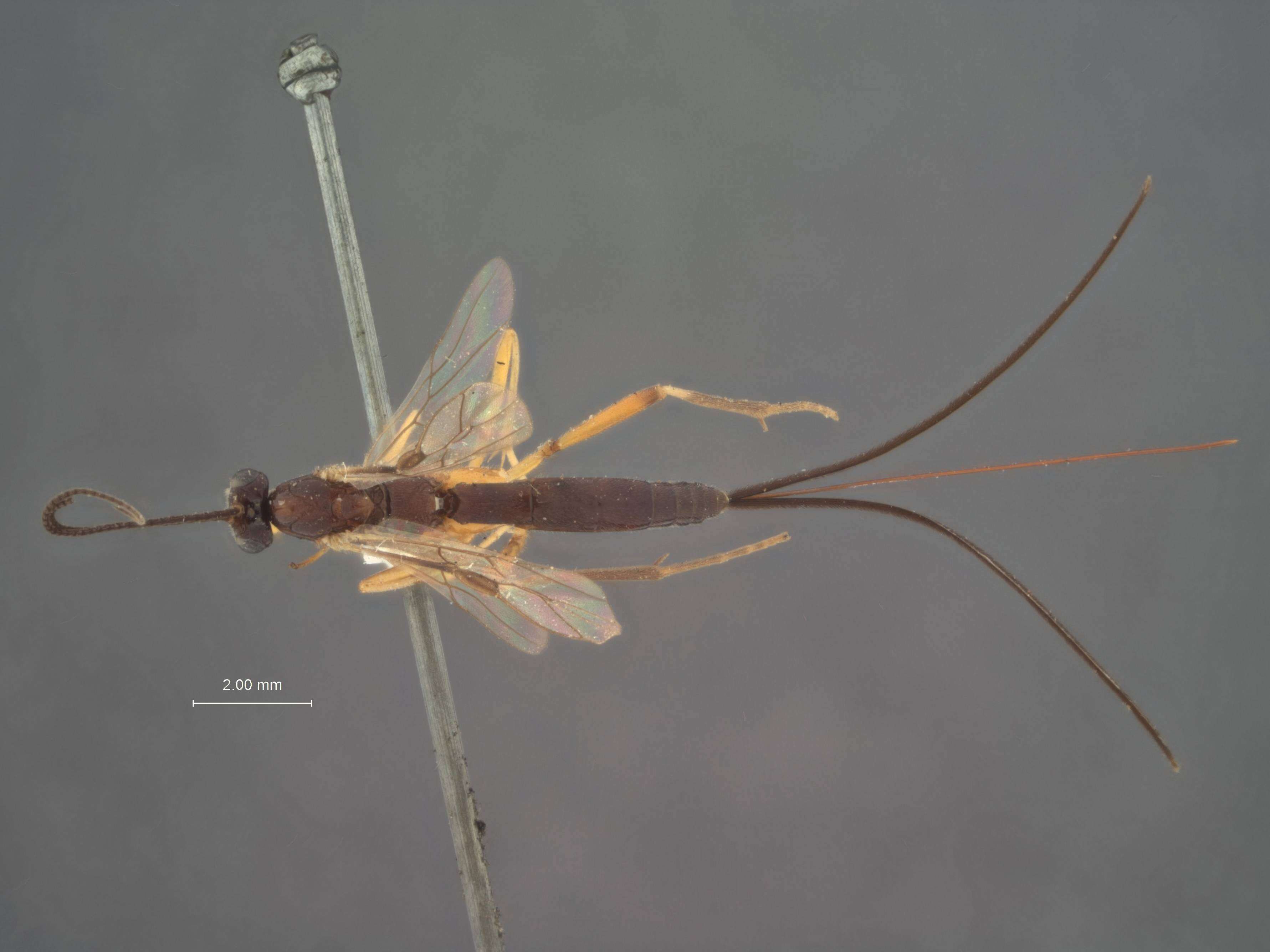 Image of Macrocentrus aegeriae Rohwer 1915