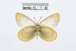 Image of Colias lesbia (Fabricius 1775)