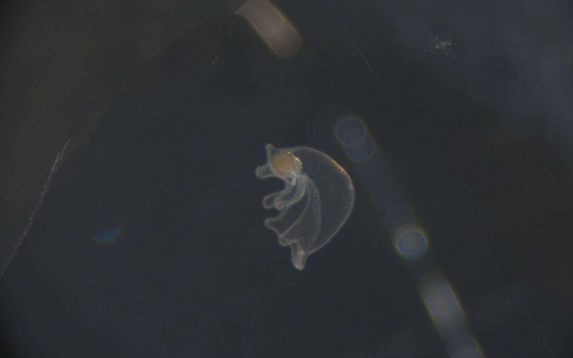 Image of Heteronemertea