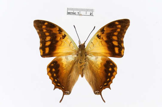 Charaxes candiope Godart 1824的圖片