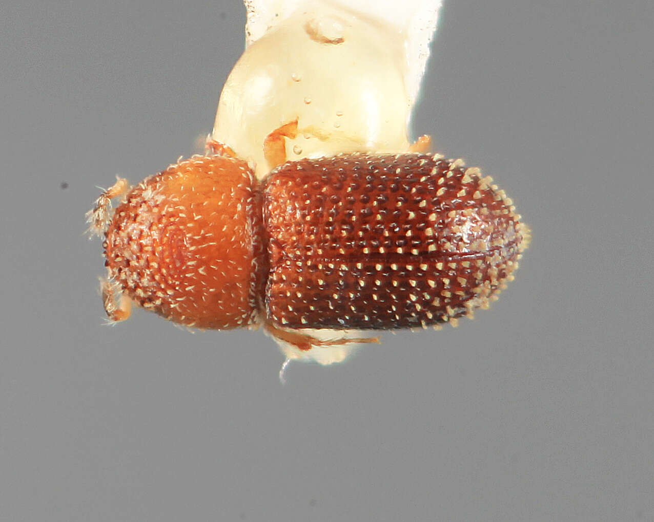 Image of Cryptulocleptus mirus Wood 1969