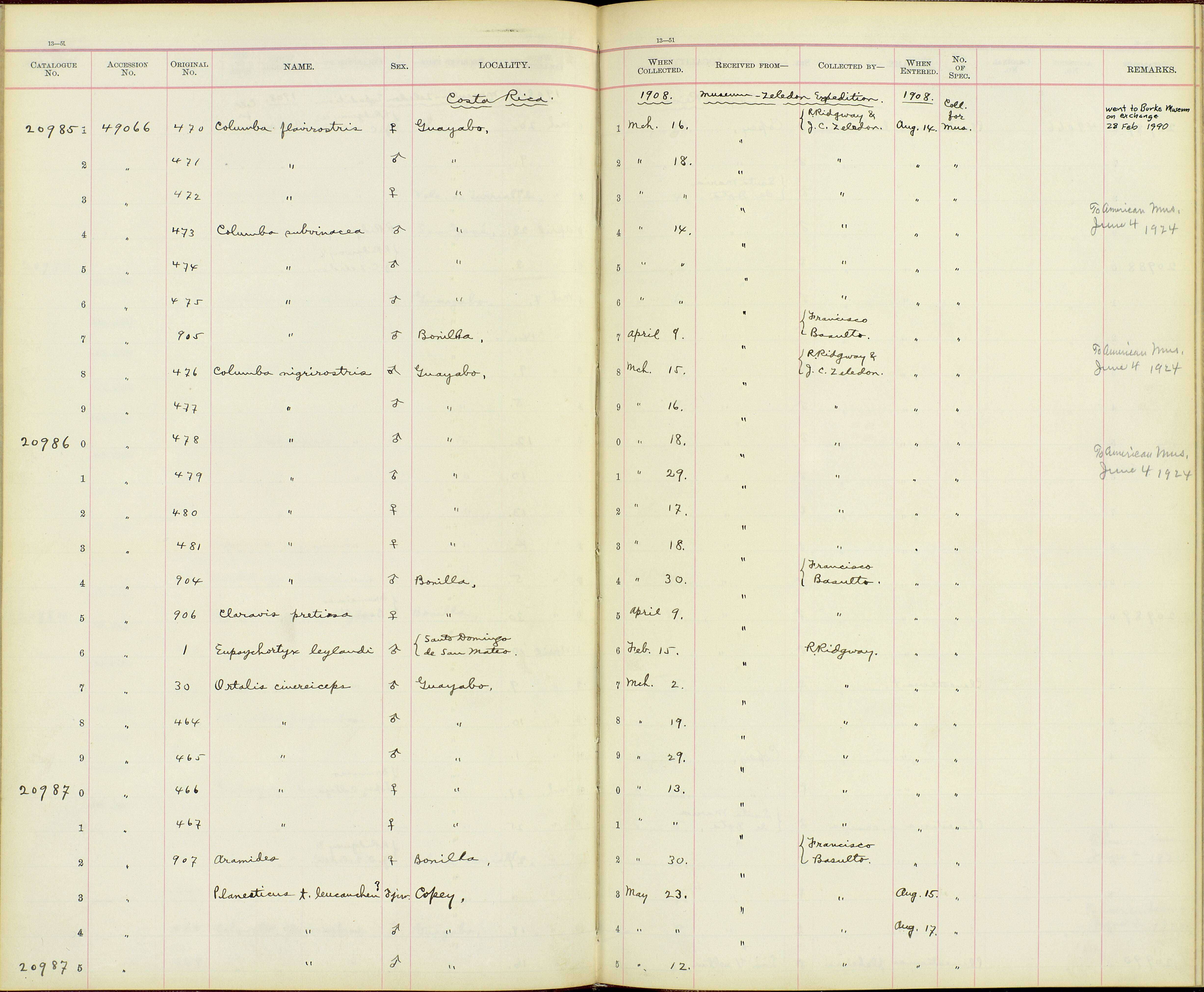 Plancia ëd Ortalis cinereiceps Gray & GR 1867