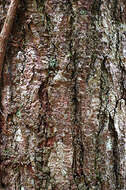 Image of cabbagebark tree